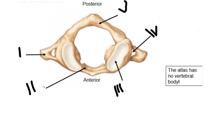 <p>What does IV point at </p>