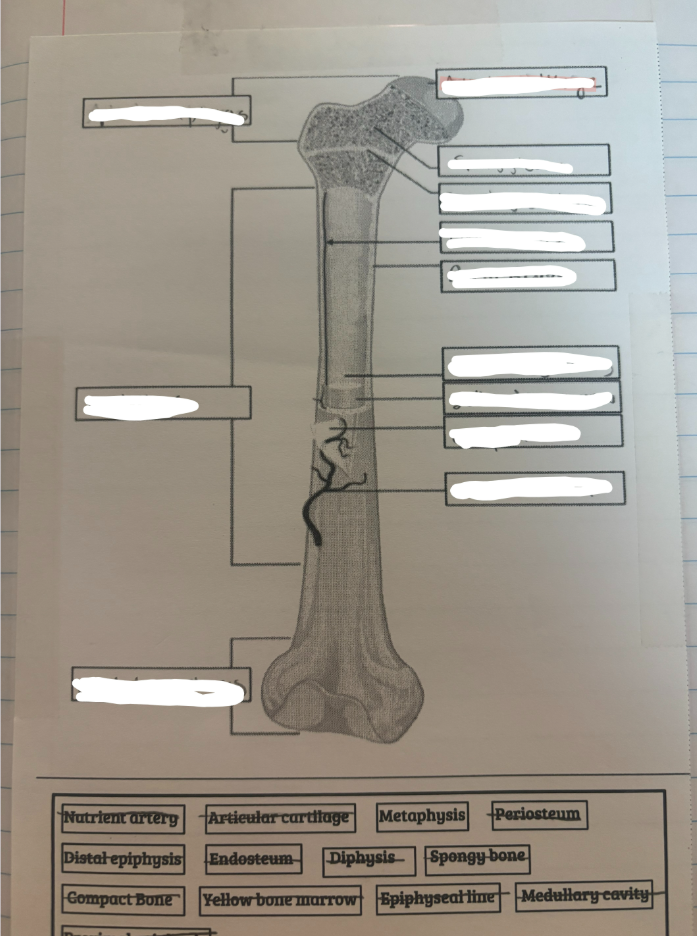 <p>Structure of a Long Bones</p>