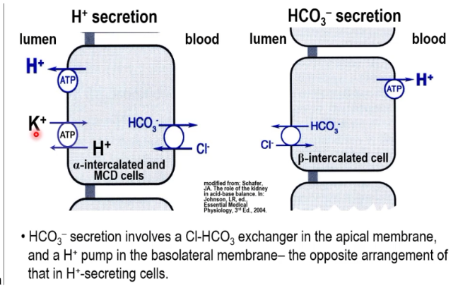 <p>alpha is involved in H+ secretion while beta is involved in HCO3- secretion. The expression of the Cl-HCO3 exchanger is flipped from basolateral on alpha to apical on beta</p>