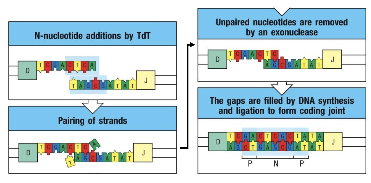<p>Non-templated random nucleotides added by TdT between V, D, and J segments.</p>