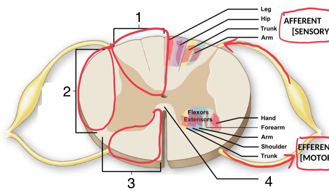 <p>Identify the sections of the Spinal Cord</p>