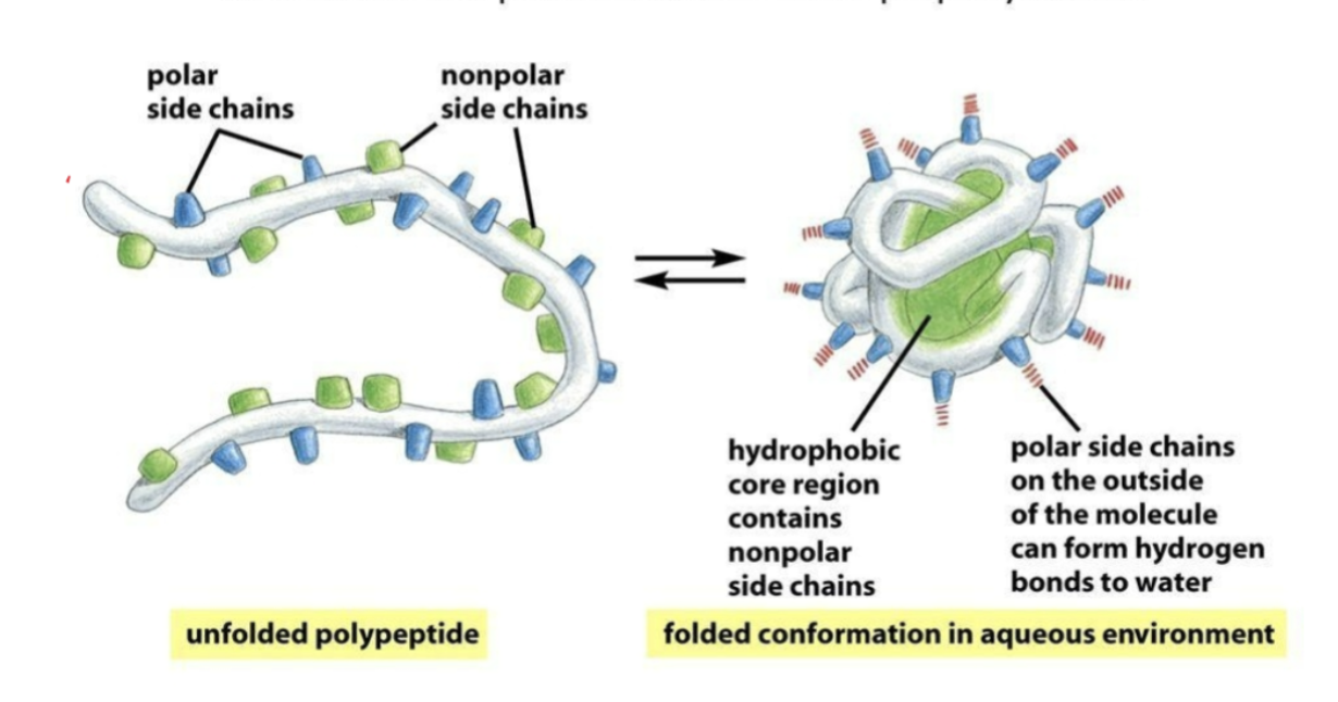 <ul><li><p>Hydrophobic amino acids tend to cluster together in the interior of a folded protein </p></li><li><p>Hydrophilic amino acids tend to be on the surface of a folded protein </p></li><li><p>Ionized acidic and basic amino acids are often found near each other</p></li><li><p>A cysteine side chain can form a disulfide bond with another cysteine side chain </p></li></ul><p></p>