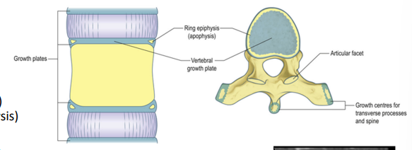 <p>5 secondary centres of ossification appear: </p><p>• Tip of spinous process </p><p>• Tip of transverse process </p><p>• Annular epiphysis (ring epiphysis) > annular apophysis (ring apophysis)</p><p>Processes continue to grow longer</p><p>Additional growth in height is possible due to ring epiphysis (vertebral bodies grow taller)</p>