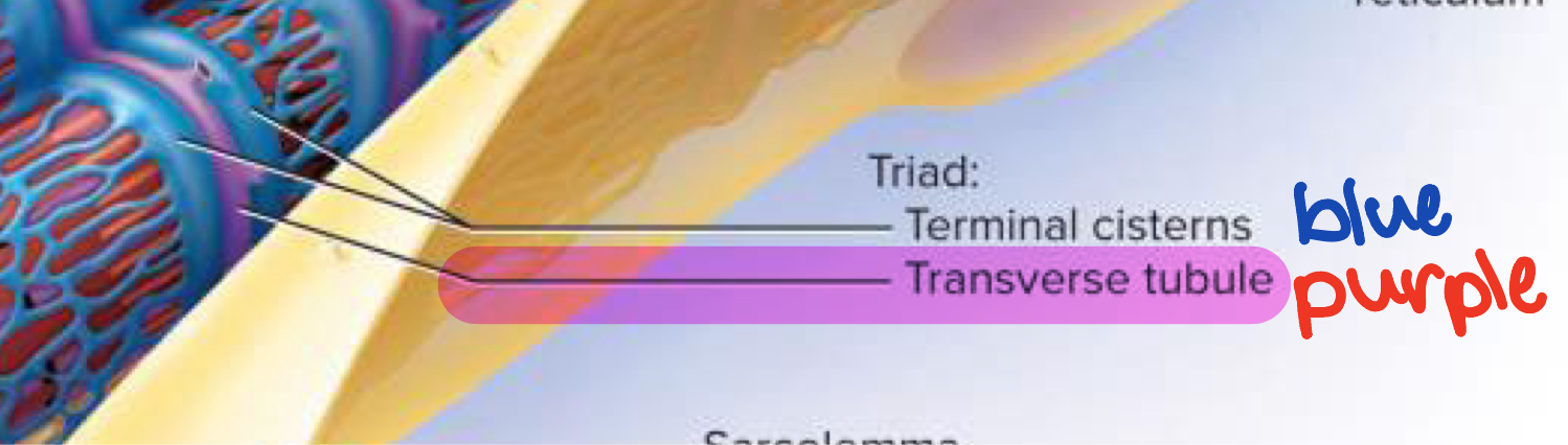 <p>Inward “tunnels” of the sarcolemma that run through the muscle fiber and create the triad with terminal cisterns → openings of transverse tubules found in sarcolemma</p><ul><li><p>Carry electrical signals (action potentials) from the surface quickly to the interior of the muscle fiber → makes sure all parts contract simultaneously</p></li></ul><p></p>