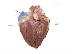 <p>identify the structure</p>