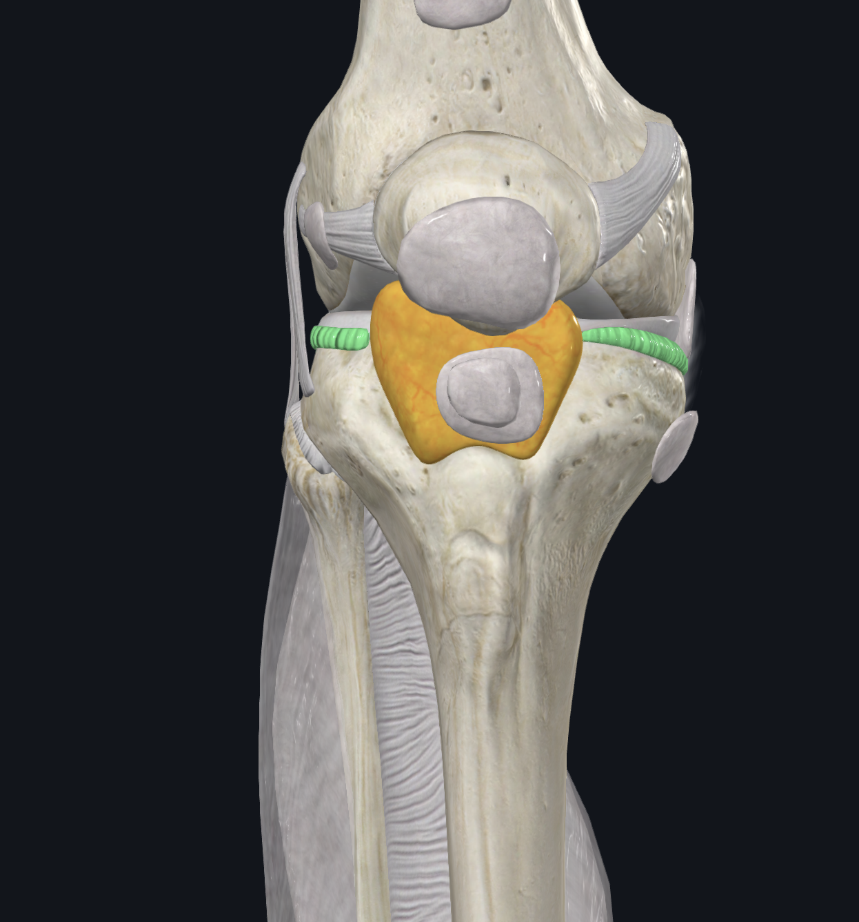 <p>Anterior View </p>
