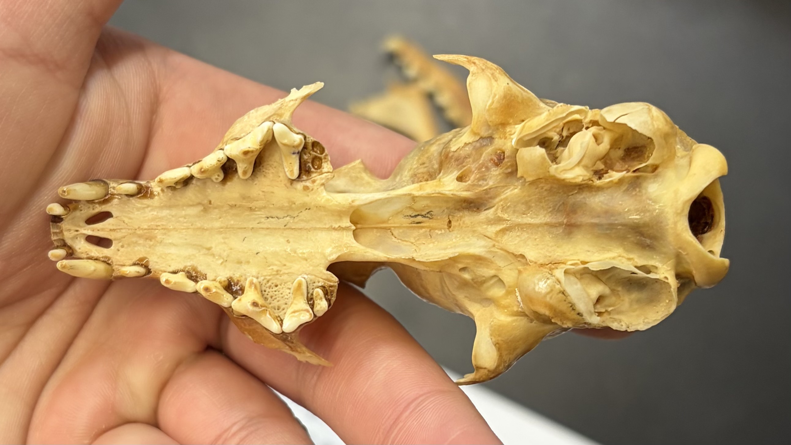 <ul><li><p>Carnivora</p><ul><li><p>Feliformia</p><ul><li><p>Viverridae</p><ul><li><p>Southern europe, Africa, and Asia</p></li><li><p>carnivore</p></li></ul></li></ul></li></ul></li></ul><p></p>