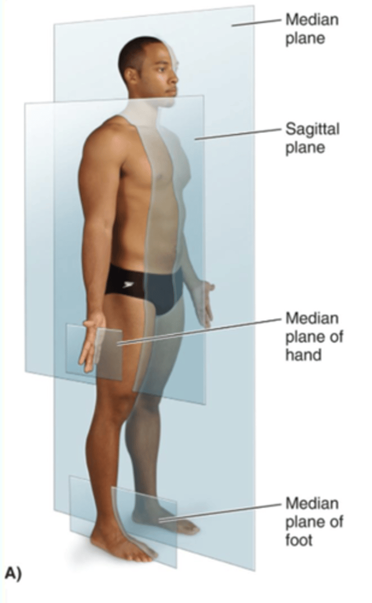 <p>divides the body into equal left and right halves</p>