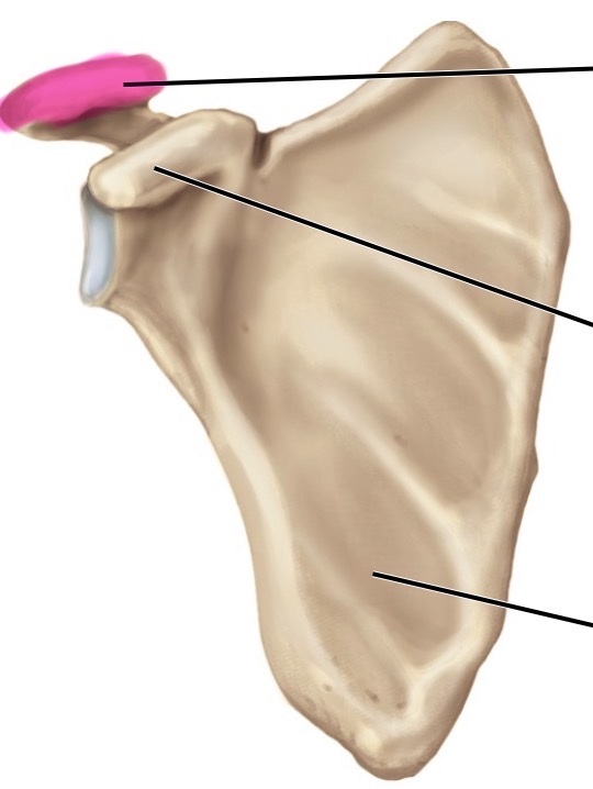 <p>anterior</p>