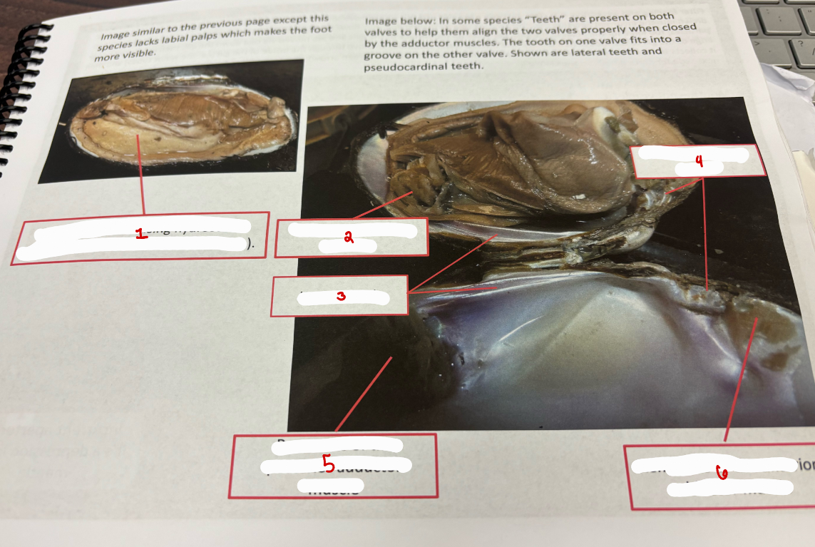 <p>Clam Anatomy</p>
