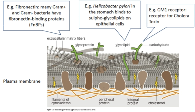 <p>= bacteriën hebben aan hun oppervlak adhesines (hechtingsmoleculen; vaak eiwitten op pili/fimbriae of andere oppervlaktestructuren)</p><p>→ die adhesines binden specifiek aan bepaalde receptoren op de gastheercel</p><p>→ zonder hechting worden bacteriën vaak weggespoeld</p><p>→ hechting bepaald vaak welk weefsel een bacterie kan infecteren!</p><p>Voorbeelden: Fibronectin / Helicobacter</p><p></p>