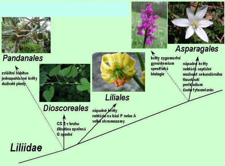 <ul><li><p><strong>Herbáceas</strong>, <strong>geófitas </strong>(bulbosas o rizomatosas).</p></li><li><p>Flores <strong>cíclicas</strong>, <strong>homoclamídeas</strong>, con <strong>tépalos </strong>desarrollados, <strong>entomófilas hermafroditas </strong>(nectaríferas).</p></li><li><p>Ovario <strong>tricarpelar </strong>y <strong>trilocular</strong>.</p></li><li><p>Incluye los órdenes Liliales y Asparagales.</p></li></ul><ul><li><p>Grupo sometido a muchos <strong>cambios taxonómicos</strong> (sobre todo la circunscripción de familias) con el uso de filogenias moleculares</p></li><li><p>Incluye familias con una <strong>gran diversidad de especies</strong> (Orchidaceae), <strong>interés ornamental</strong> (Liliaceae, Amaryllidaceae) y especies <strong>arborescentes </strong>(Asparagaceae)</p></li></ul><img src="https://assets.knowt.com/user-attachments/478315da-afe2-4b54-b1b4-53531b29db75.png" data-width="100%" data-align="center"><p></p>