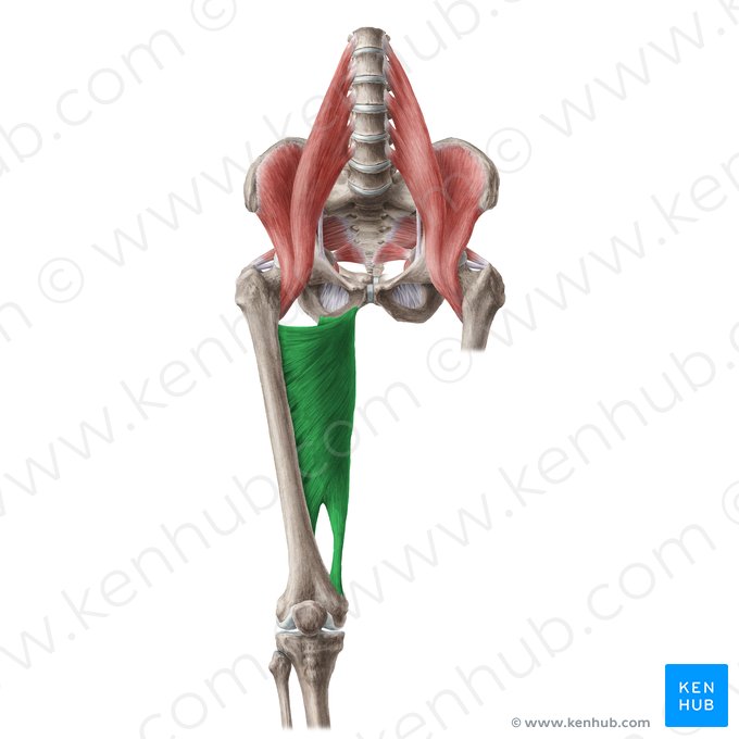 <p>What are the INSERTIONS of the Adductor Magnus?</p>