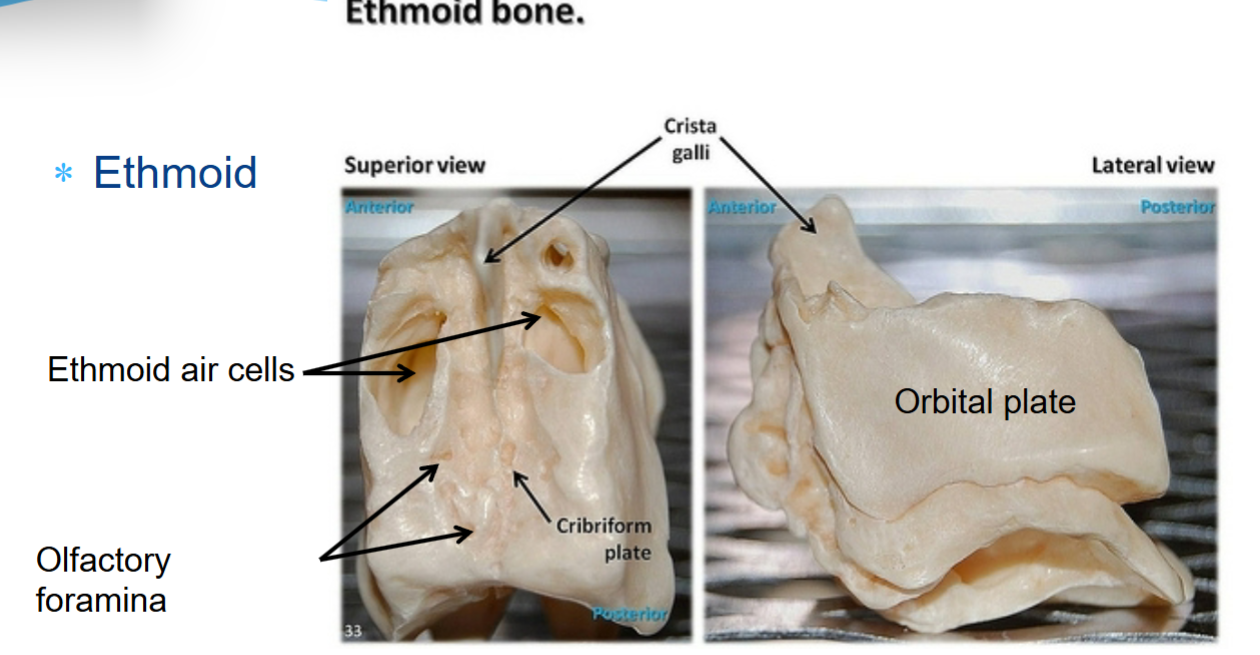 <p>the small foramina in the cribriform plate</p><p>ex. multiple </p>