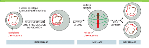 <ul><li><p class="Paragraph SCXW129628685 BCX8" style="text-align: left;"><span style="line-height: 20.925px;"><span>In mitosis, the 2 cells produced receives 2 copies of each chromosome (one from each parent) </span></span></p></li></ul><ul><li><p class="Paragraph SCXW129628685 BCX8" style="text-align: left;"><span style="line-height: 20.925px;"><span>In meiosis, the 4 cells produced randomly receive one copy of each chromosome </span></span></p></li></ul><p></p>