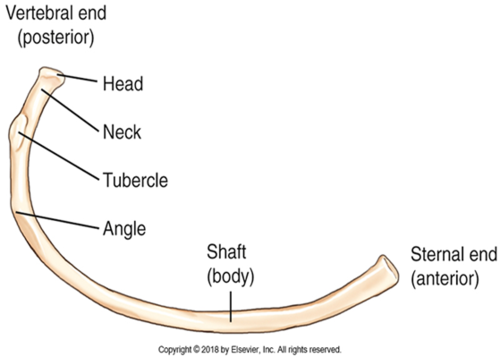<p>What Rib (Costal Region)</p>