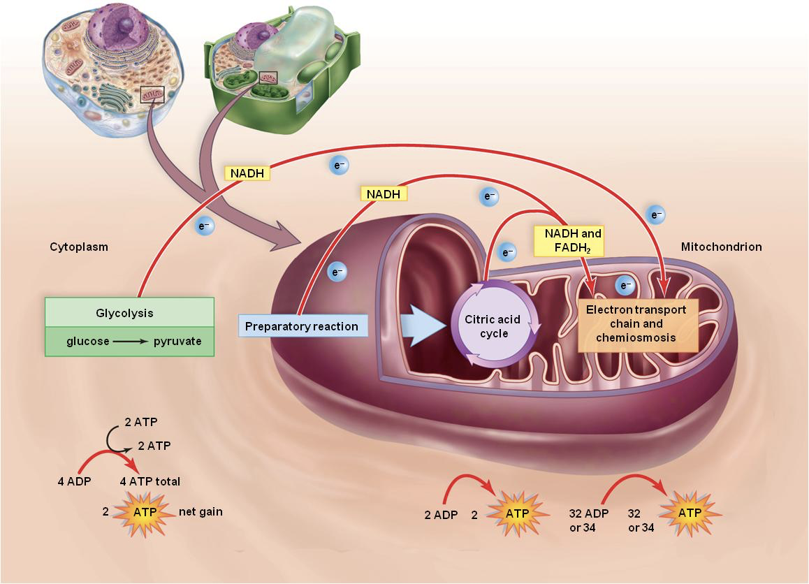 <p>What are the 4 steps in Cellular Respiration? </p>