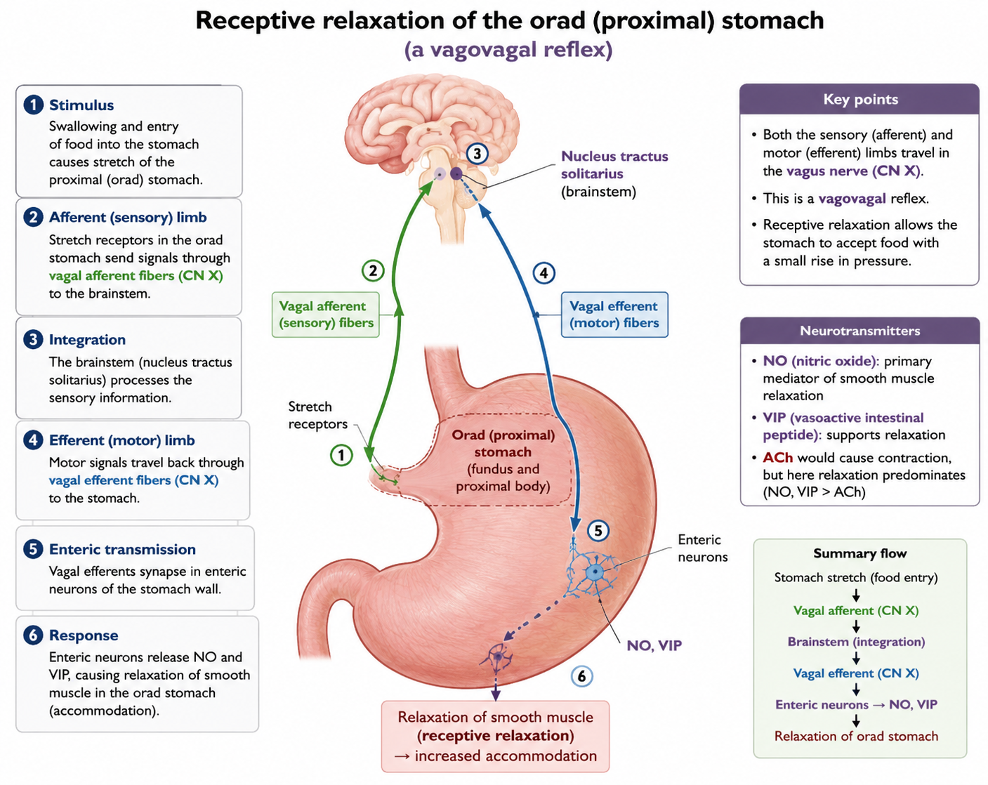 <p>Answer: Receptive relaxation of the orad stomach.</p><p>Extra Information:</p><ul><li><p>This allows the stomach to accommodate incoming food.</p></li></ul><p></p>