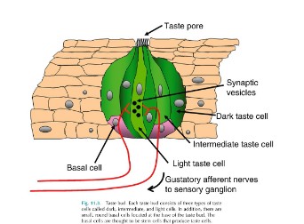<p>What determines taste and what do taste buds allow</p>