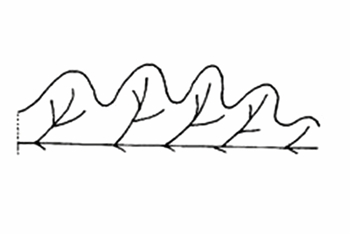 <p>A leaf margin with lobes arranged on both sides of a central axis.</p>