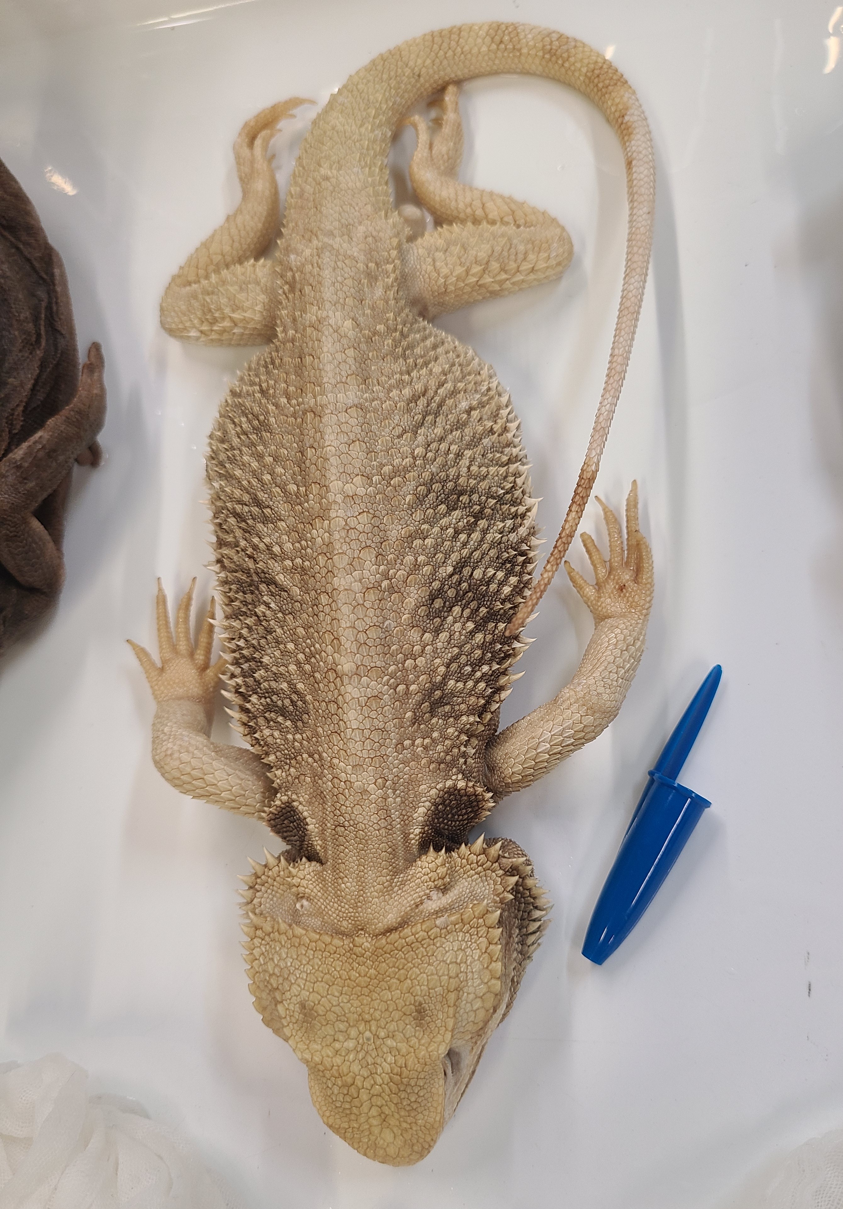 <p><span>Scientific name</span></p>