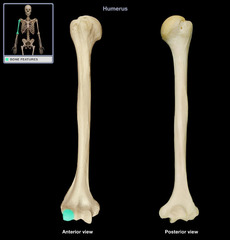 <p>Name this specific part of the humerus.</p>