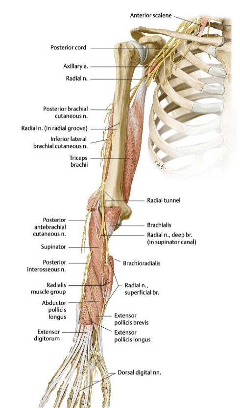 <ul><li><p>It comes from the <strong>posterior cord</strong></p></li><li><p>travels posteriorly through the <strong>spiral groove of the humerus</strong>, then the <strong>cubital fossa laterally</strong> into the <strong>extensor compartment of the forearm</strong></p></li><li><p>innervates the <strong>triceps</strong>, wrist and finger extensors.</p></li><li><p>Vulnerable in <strong>midshaft humeral fractures</strong> </p></li></ul><p></p>