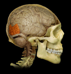 <p>the portion of the cerebral cortex lying at the back of the head; includes areas that receive information from the visual fields.</p>