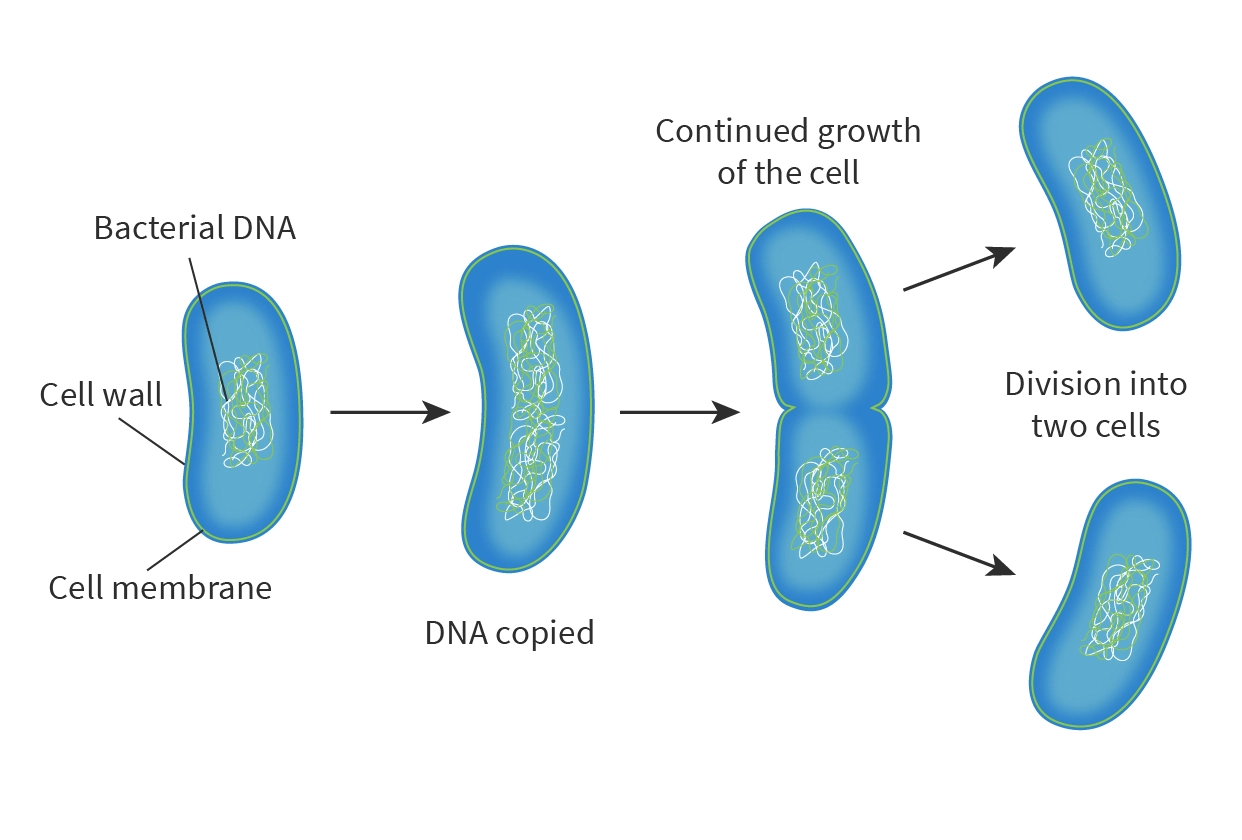 <ul><li><p>Binary fission in bacterial cells</p></li><li><p>Starfish</p></li><li><p>Yeast</p></li><li><p>Strawberry plants with runners</p></li></ul><p></p>