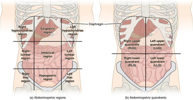 <p>contains all 9 regions of the abdomen: Epigastric, umbilical, and hypogastric regions</p>