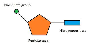 <p>5 Carbon sugar (Deoxyribose), A Phosphate group, and a nitrogenous base.</p>