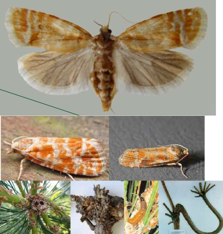 <p>ŘÁD česky latinsky</p><p>čeleď česky latinsky</p><p>druh česky latinsky</p><p><strong>poškození dřeviny</strong></p><p>(bílo oranžová křídla okraje křídla bíle orámovaná, požerek dělá bajonetový růst v letorostu-sklopení prýtu do ú)</p>
