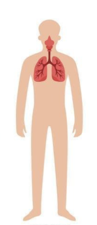 <p>which organ system is this?</p>