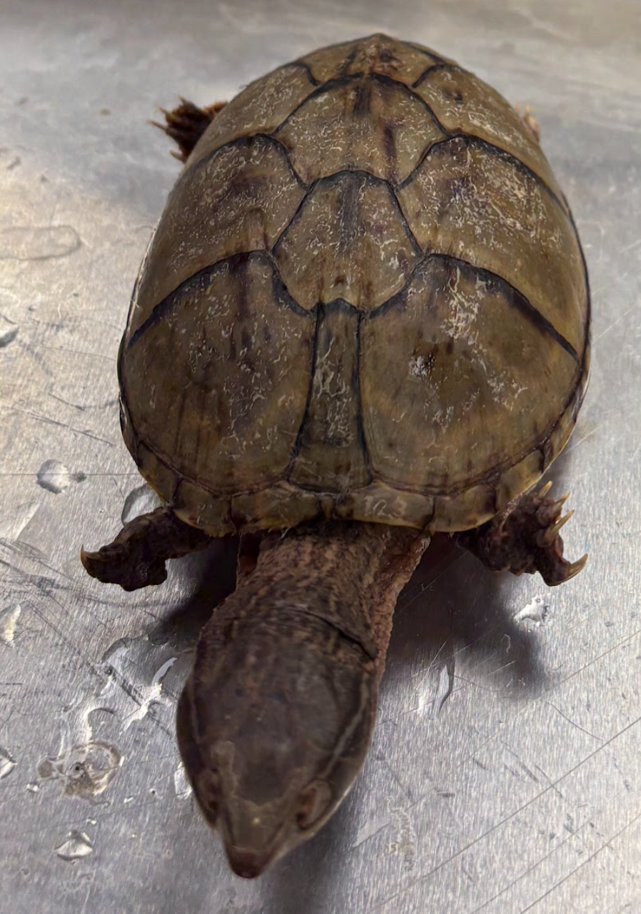 <p><span style="background-color: transparent;">Sternotherus odoratus</span></p>