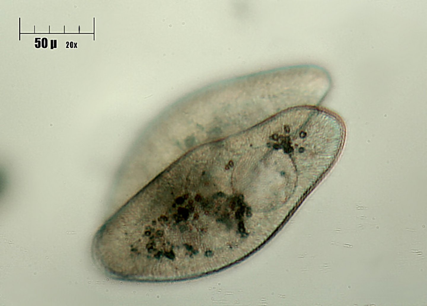 <p>A eukaryotic organism that makes its own food or obtains food from other sources. Lives in colonies</p>