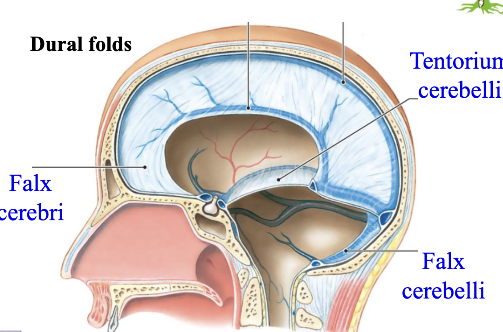 <p>A sheet of dura mater that dips down between the <strong>two cerebral hemispheres</strong></p><p> (called the <strong>falx cerebri).</strong></p><p><strong> Its job is to act as a divider/wall between the hemispheres.</strong></p>