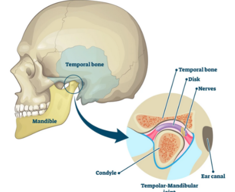 <p>connects the mandible to the temporal bone of skull</p><ul><li><p>consists of condyle of mandible and mandibular fossa of temporal bone</p></li><li><p>cushioned by a fibrous articulator disk for smooth movement</p></li></ul><p></p>