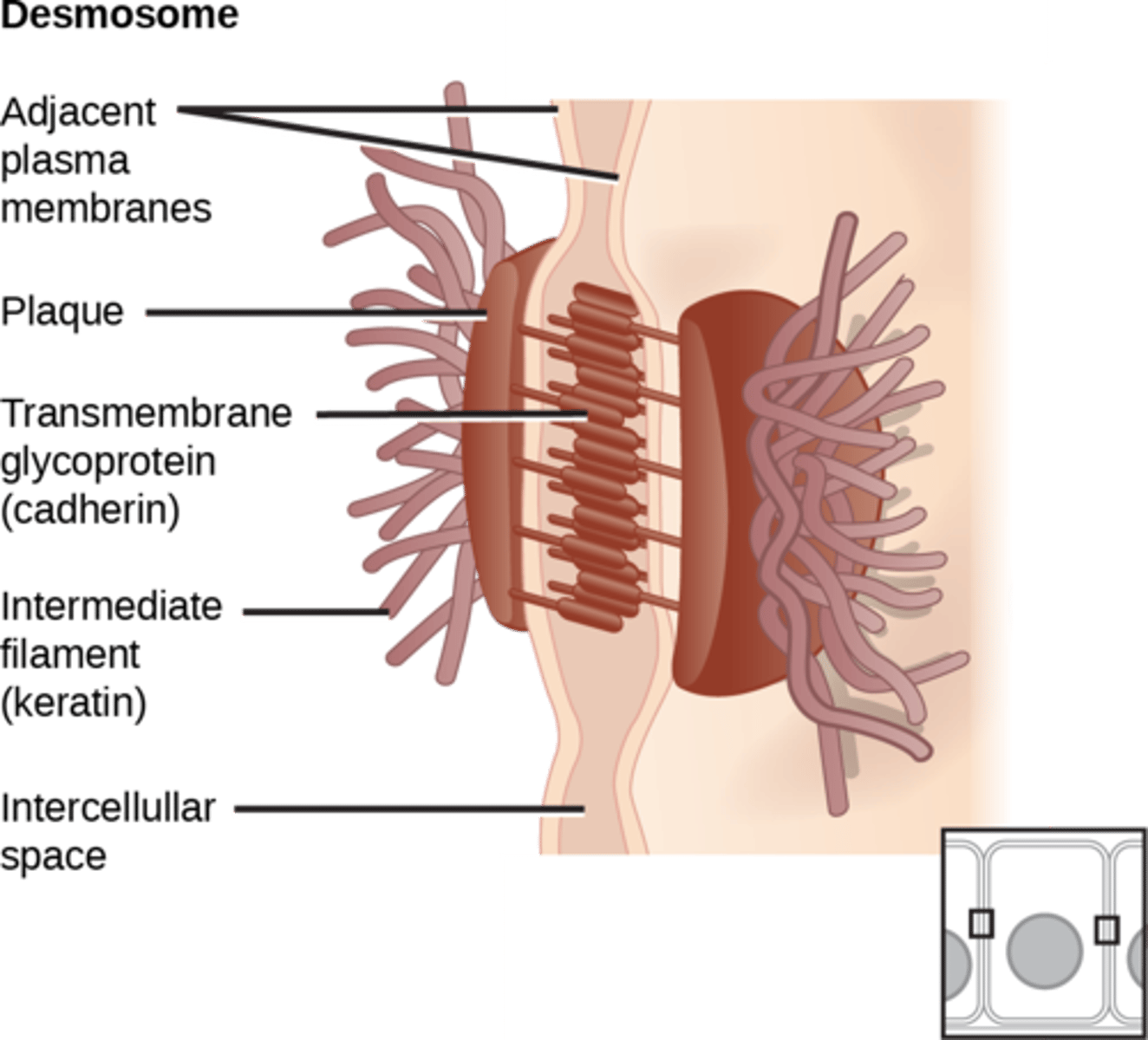 <p>Structures that connect two cells together, including desmosomes.</p>