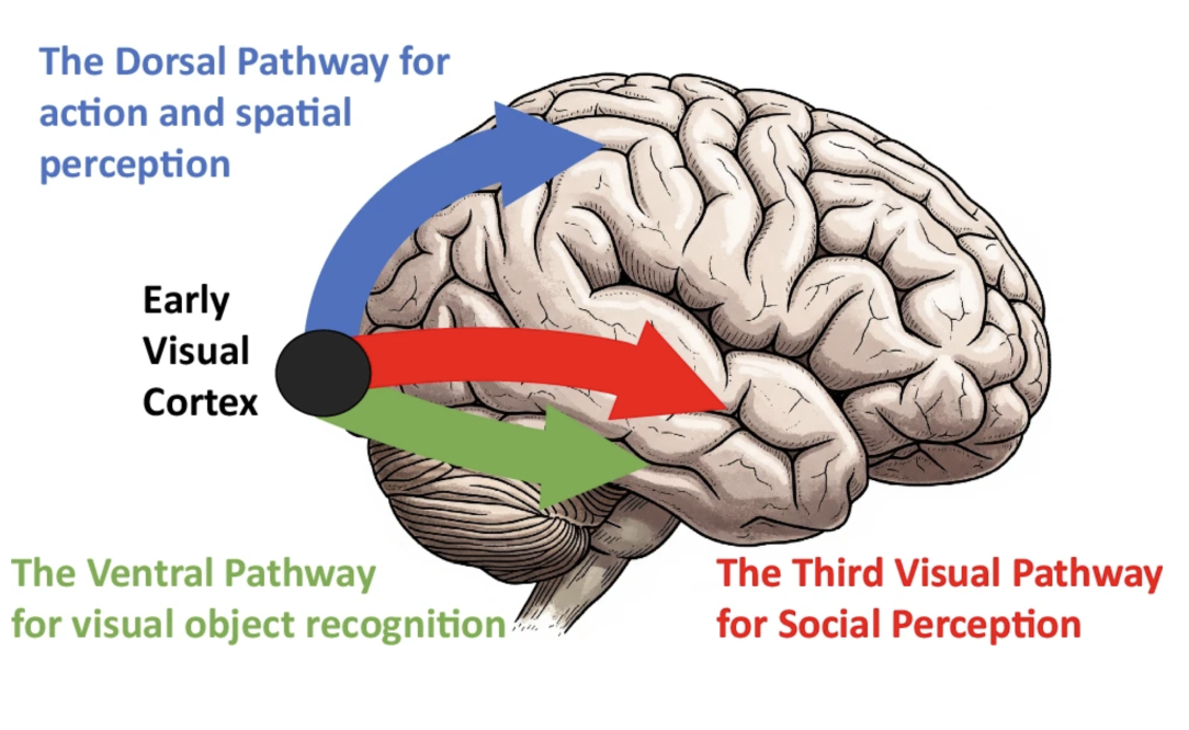 <p>What are the ventral and dorsal visual streams?</p>