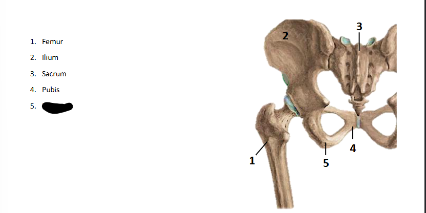 <p>What bone landmark is this within the <strong>Lower-Appendicular Skeleton?</strong></p>