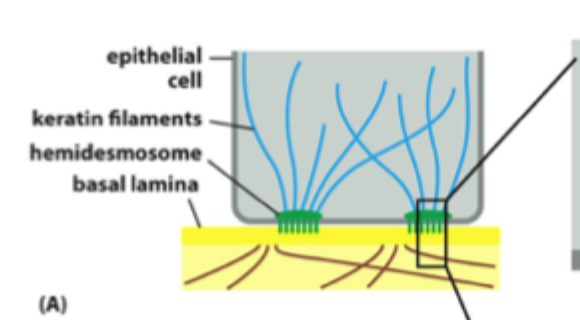 <p>De kobler ikke primært til aktin, men til <strong>intermediære filamenter</strong>.</p>