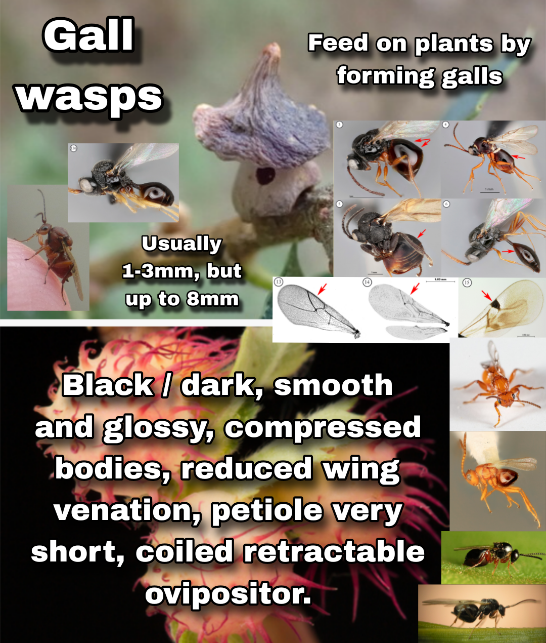 <p>Gall wasps (Parasitica)</p>
