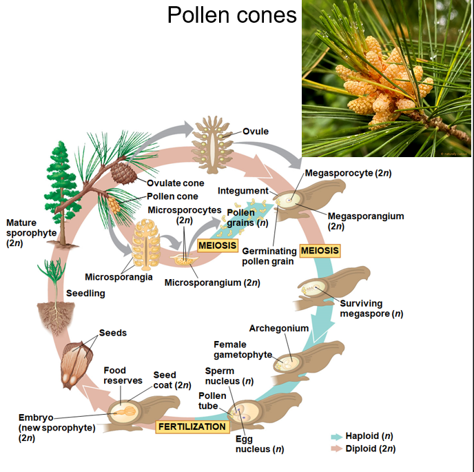 <p><span>sporophyte, sporangia</span></p>
