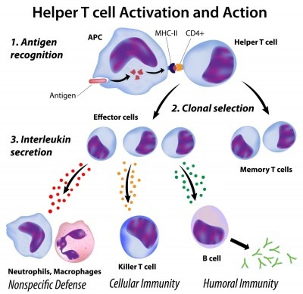 <p>A type of lymphocyte that matures in the thymus and can connect to antigens on the surface of infected body cells</p>