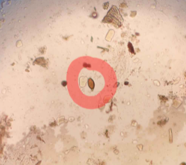 <p>What egg is this?</p>
