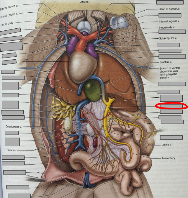 <p>What part of the organism is this?</p>