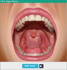 <p> patient says “ah”  observe the uvula and soft palate rise, and check their swallowing and gag reflex.</p>
