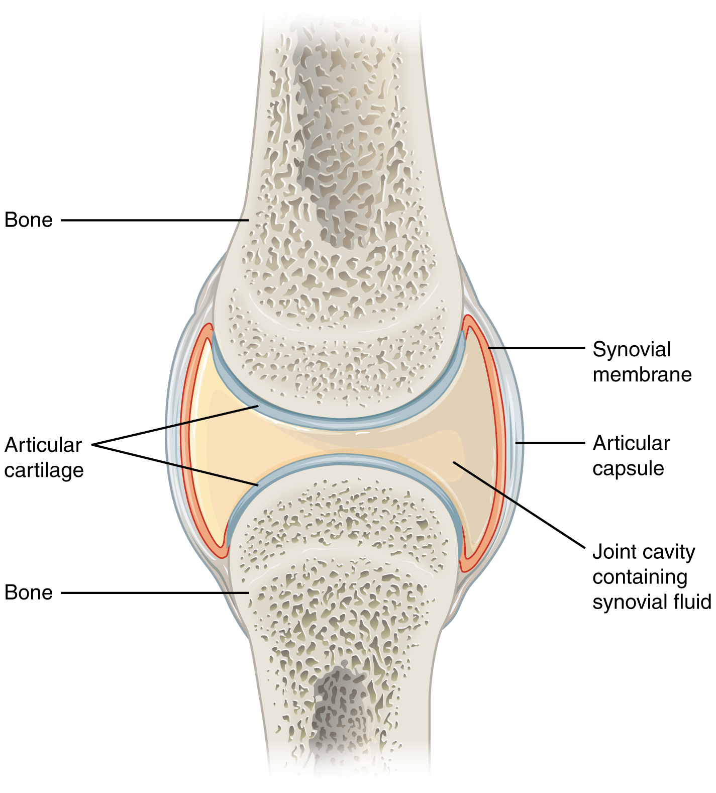 <p>Articular/Articular Surface</p>