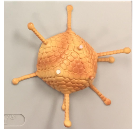 knowt flashcard image