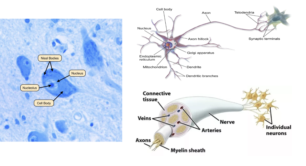 <ul><li><p><span style="background-color: transparent;">Nervous tissue is primarily made of neurons and neuroglia/”glia”</span></p></li><li><p><span style="background-color: transparent;">Nissl bodies: clumps of RER &amp; ribosomes</span></p></li><li><p><span style="background-color: transparent;">Neurons are organized into discrete nerves in the PNS and grey &amp; white matter in the CNS.</span></p></li><li><p><span style="background-color: transparent;">Nerves are cable-like bundles of nerve fibers (axons)</span></p></li></ul><p></p>